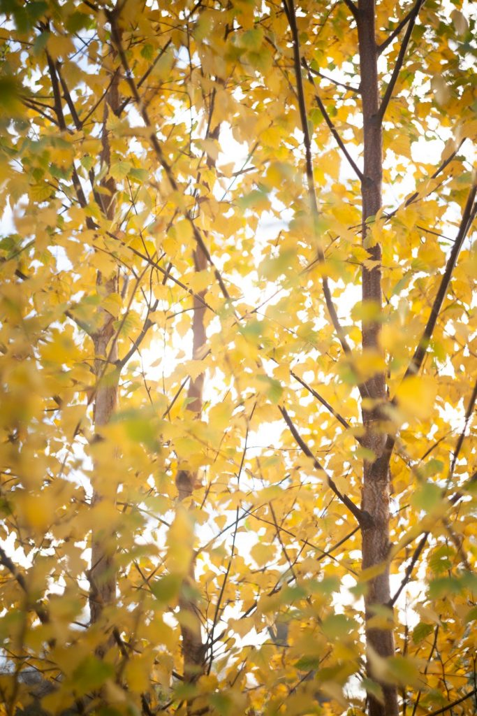 “As leaves let go, I practice the art of releasing what no longer holds me.” trees-with-bright-yellow-autumn-leaves-osodosrv5qo
