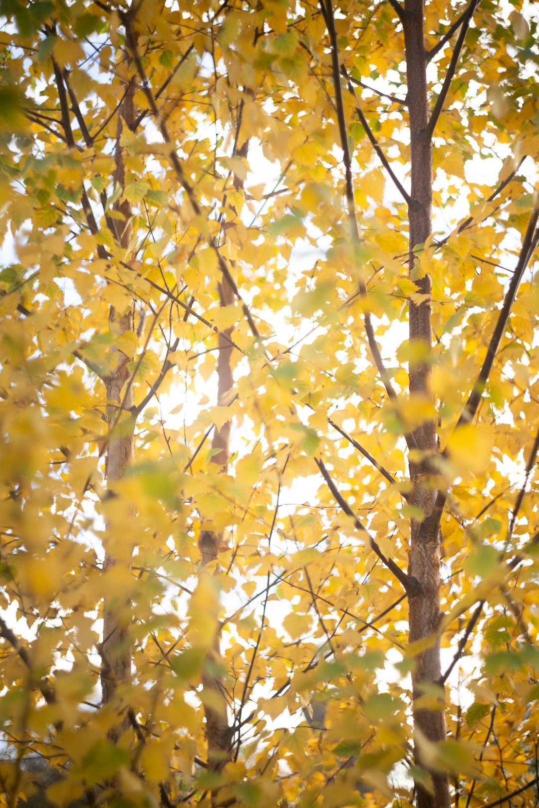 trees-with-bright-yellow-autumn-leaves-osodosrv5qo